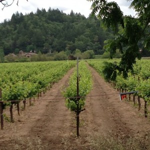 Where it all starts - the vineyard where Rosie Red was born.