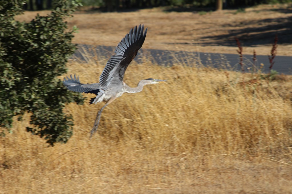 Blue Heron taking off from our creek.