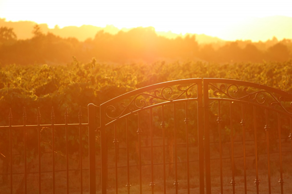 Love this shot of our gate in the foreground and vineyard in the background, all with a gorgeous sunset glow.