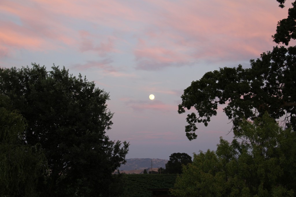 Moonrise over our neighbors vineyard.