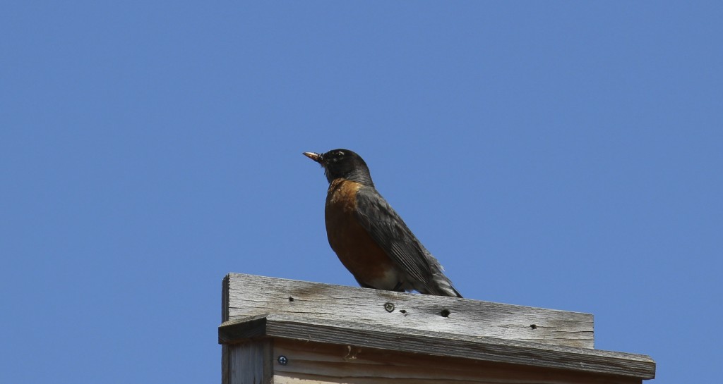 This Robin raised a few chicks in a nest she built on the side of our house.